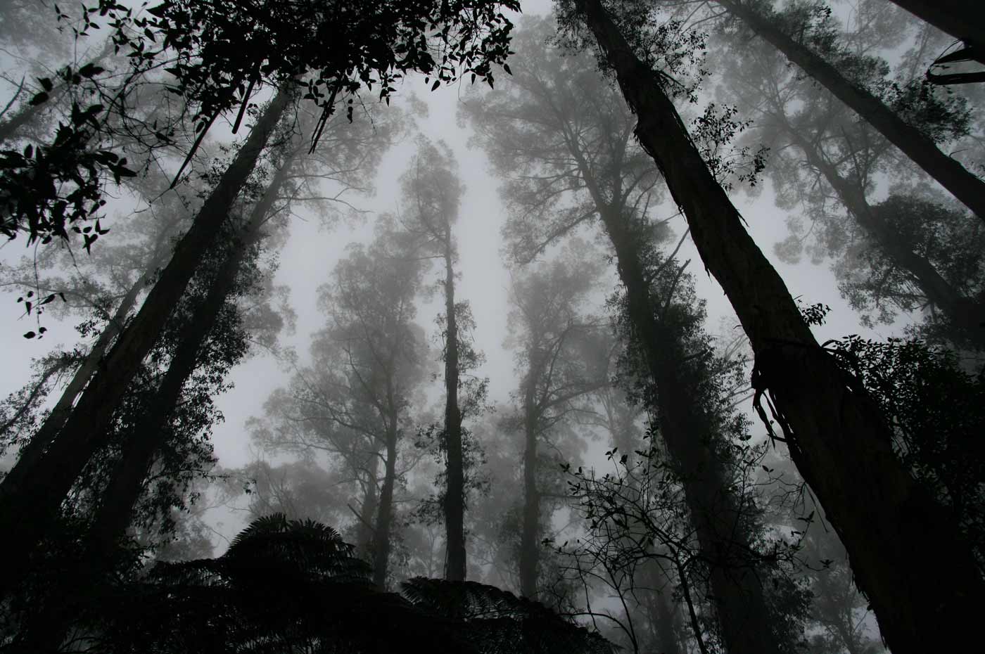 Todesfall Checkliste Beerdigungen Kosten Bestattungen Wald Baum Nebel